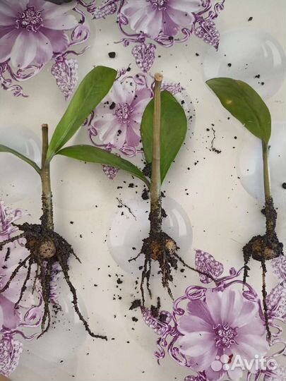 Продам цветы комнатные