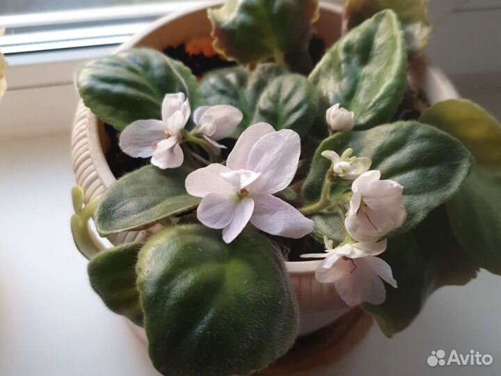 Цветущие фиалки, герань, алое в горшках