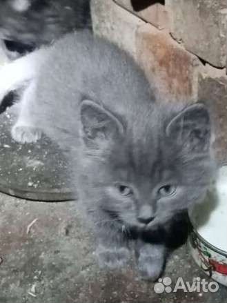 Котятки