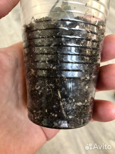 Дримиопсис