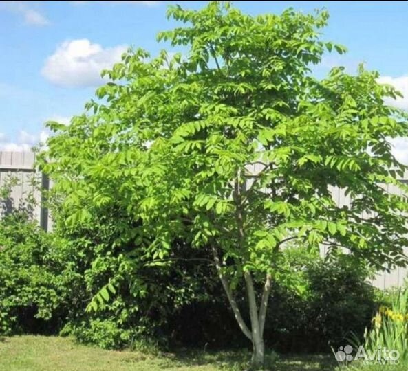 Маньчжурский орех