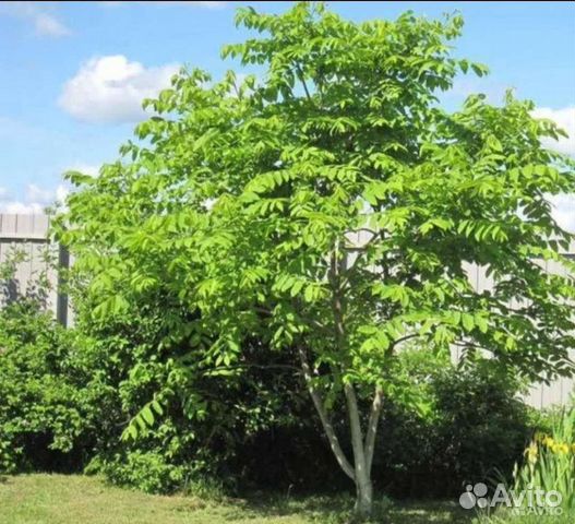 Маньчжурский орех