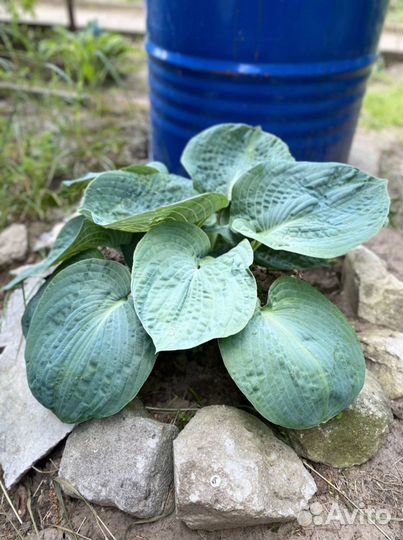 Неприхотливые растения для сада