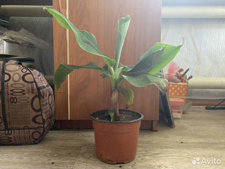 Карликовый банан