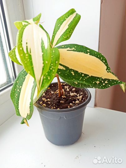 Драцена Милки Вей