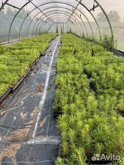 Сеянцы сосны и ели зкс и окс