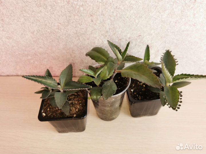 Каланхоэ лечебное