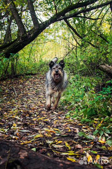 Собака-компаньон Найда в добрые руки
