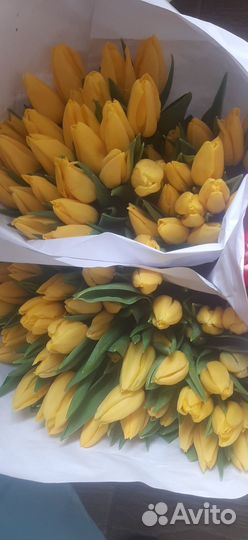 Тюльпаны к 8 марта