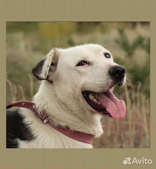 Собака Бобби