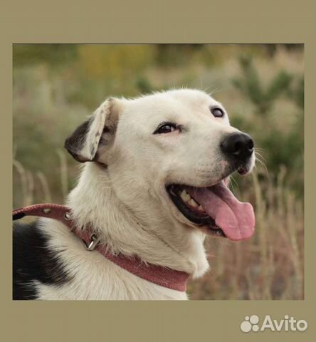 Собака Бобби