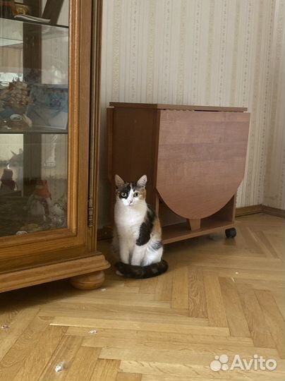 Кошки в добрые руки