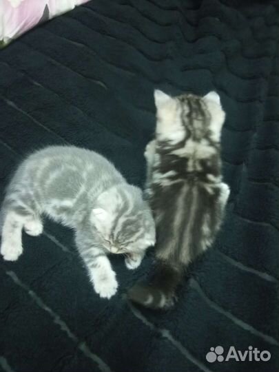 Шотландские котята