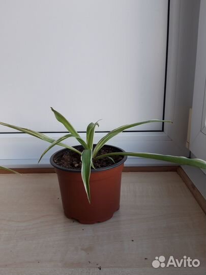 Хлорофитум пестролистый