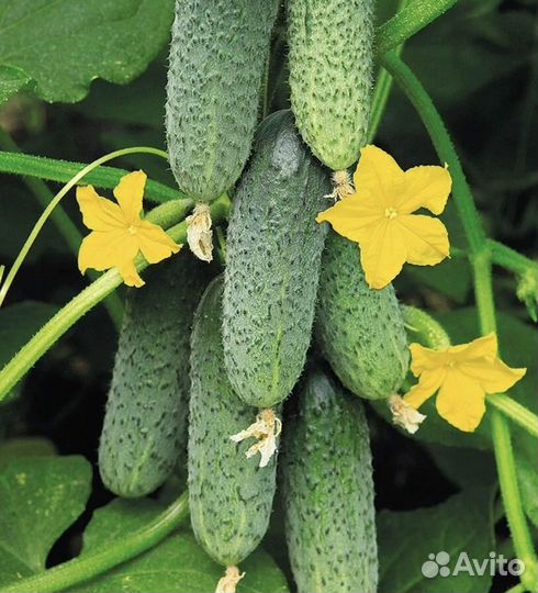 Огурцы свежие домашние