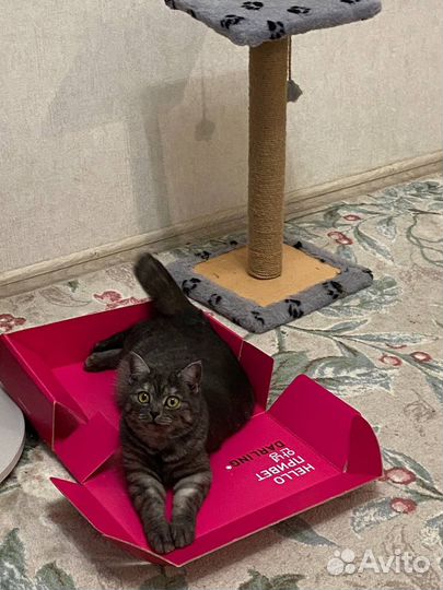 Шатланская прямоухая кошка