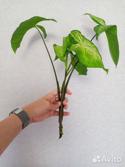 Сингониум Вайт Баттерфяляй