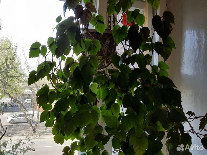 Циссус, драцена