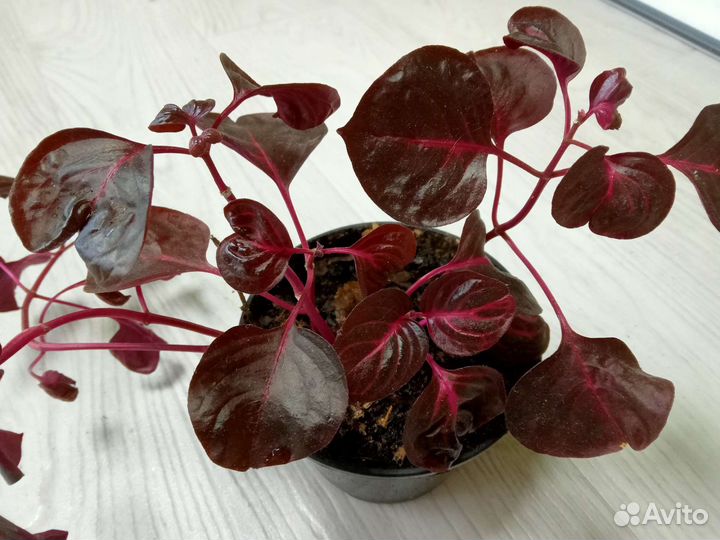 Фикус Бенджамина, Ирезине Хербста