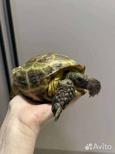 Черепаха сухопутная