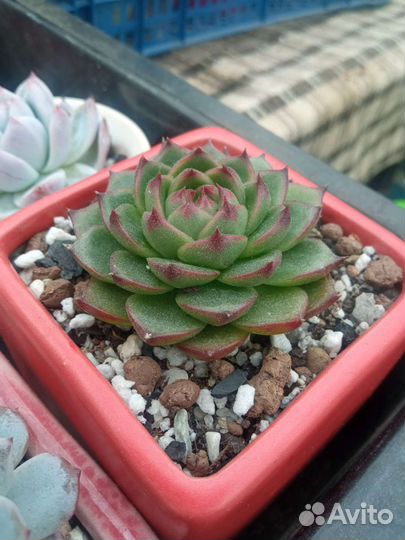 Эхеверия Moon stone. Суккулент