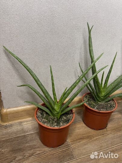 Алоэ вера комнатные растения