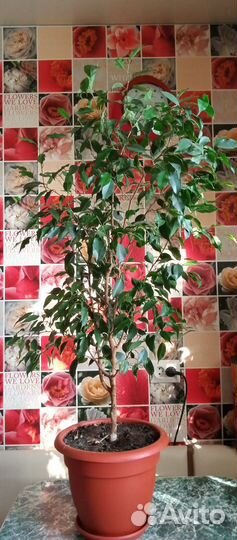 Фикус бенджамина темнолистный