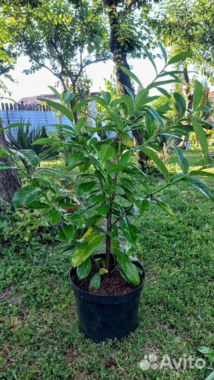 Лавровишня