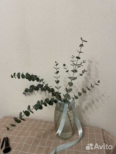 Эвкалипт свежий