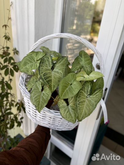 Аукуба, хлорофитум, сингониум комнатные цветы