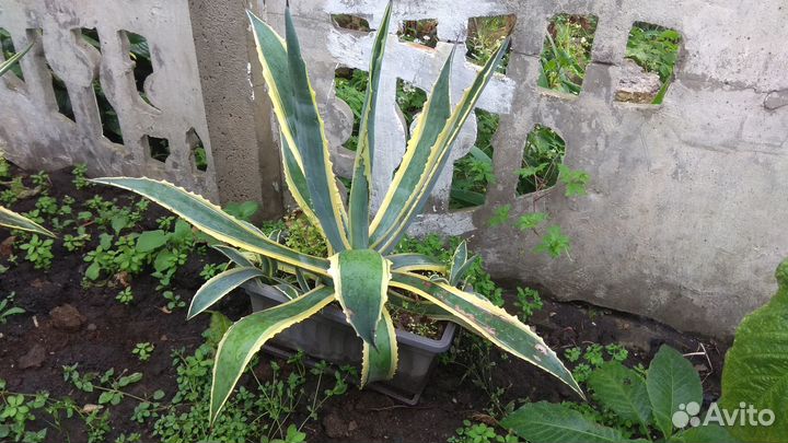 Агава крымская