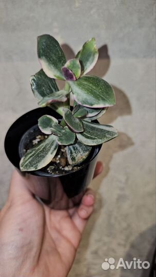 Краccулa вариeгaтнaя Триколор, толстянка