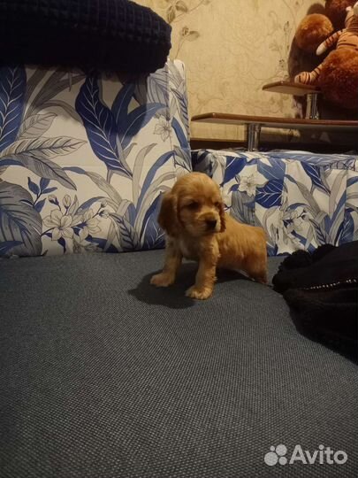 Кокер спаниель