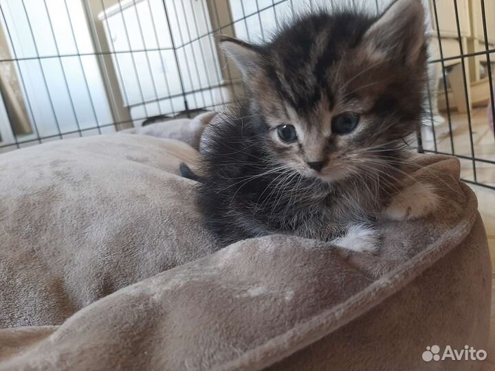 Котята 1,5мес с доставкой