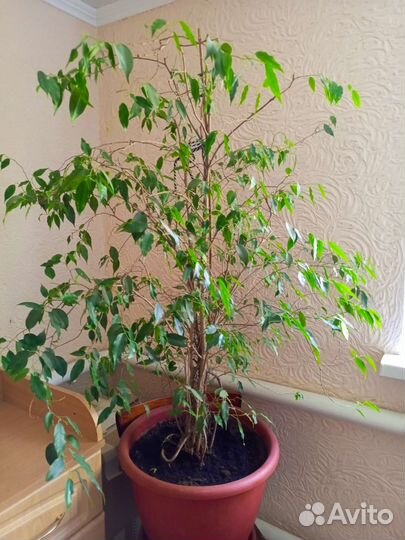 Комнатные цветы