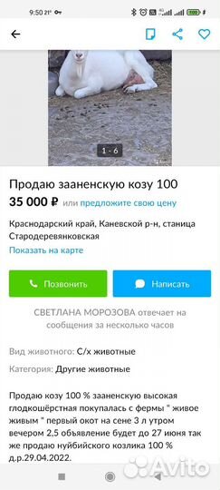 Чистопородные зааненские козочки