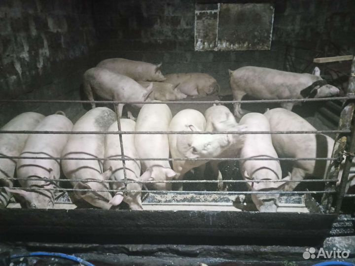 Поросята 2.5месеца