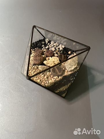 Флорариум супер маленький с литопсами купить в Москве | Товары для дома ...