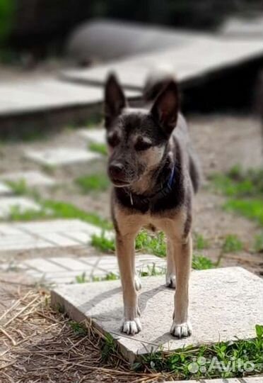 Небольшая добродушная собака из приюта