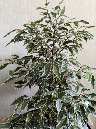 Фикус Пикси (Microcarpa Draft Albomarginata)