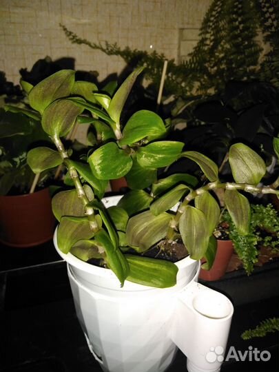 Комнатные цветы