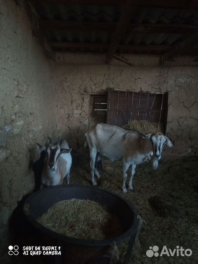 Продам козу
