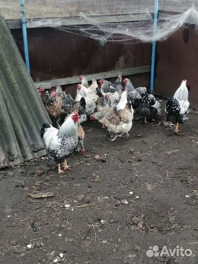 Яйцо инкубационное