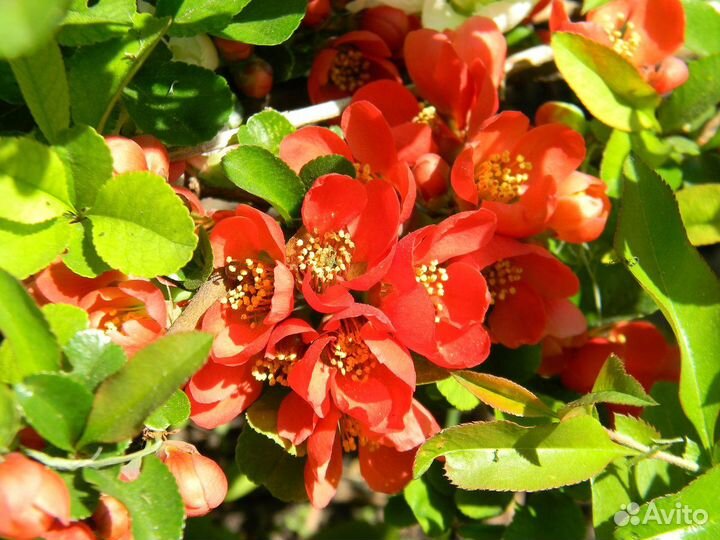 Айва Японская, семена