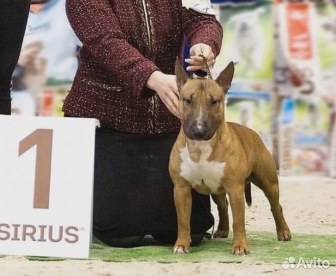 Минибультерьер