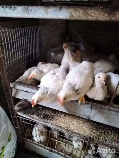 Продаю цыплят