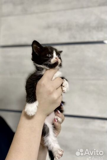 Сиамские-британские котята