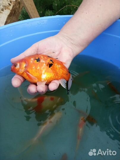 Золотые рыбки. Комета, вейкин, шубункин