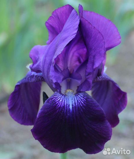 Ирисы Сортовые Бородатые