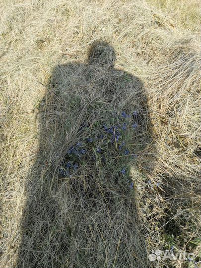 Корм для скота